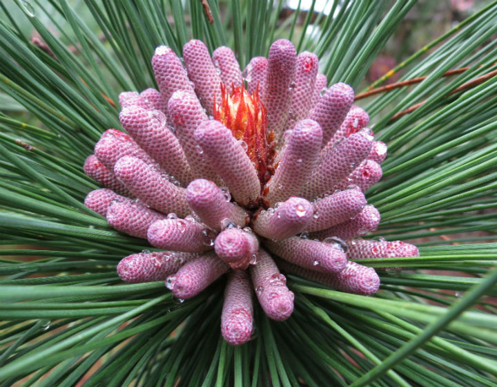 Ponderosa Pine